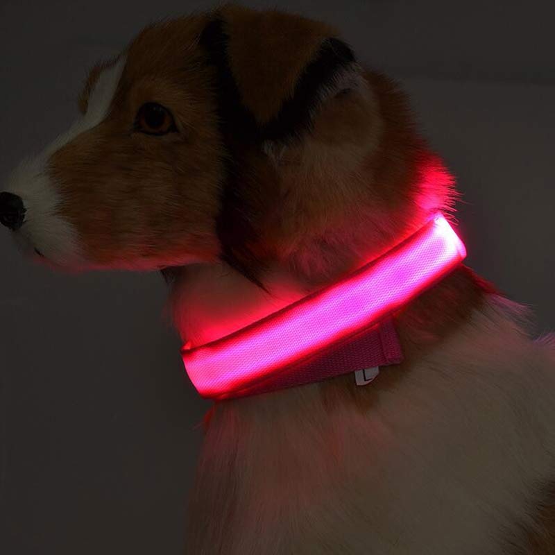 Collier LED pour chien